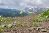 Южный склон горы Гузерипль, image of landscape/habitat.