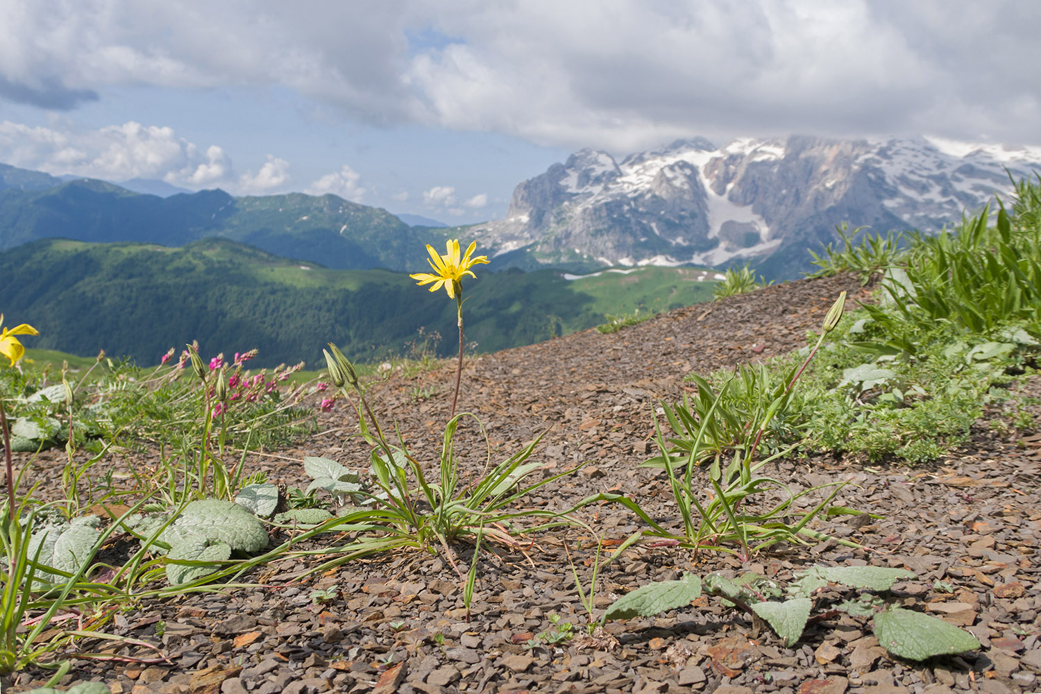 Южный склон горы Гузерипль, image of landscape/habitat.