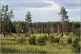 Лесничество «Красный Маяк», image of landscape/habitat.