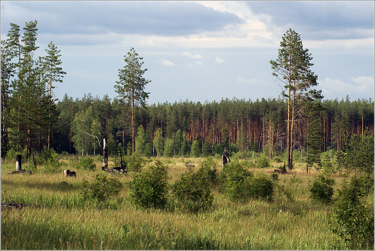 Лесничество «Красный Маяк», image of landscape/habitat.