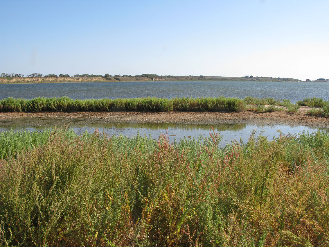 Кизилташский лиман, image of landscape/habitat.