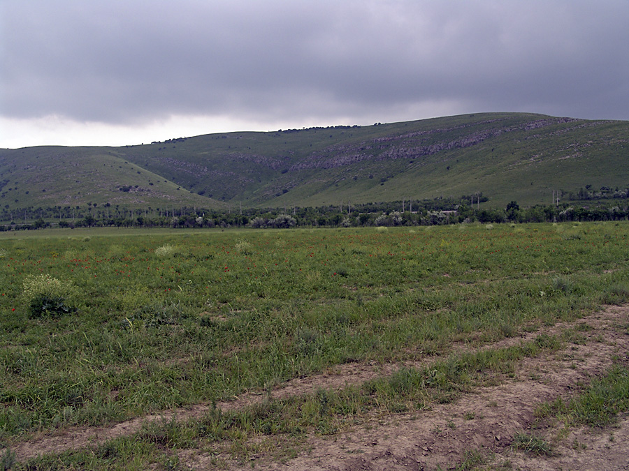 Горы Каракус, image of landscape/habitat.