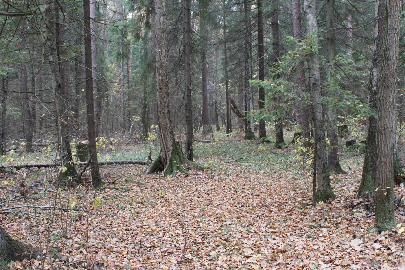 Окрестности города Фрязино, image of landscape/habitat.