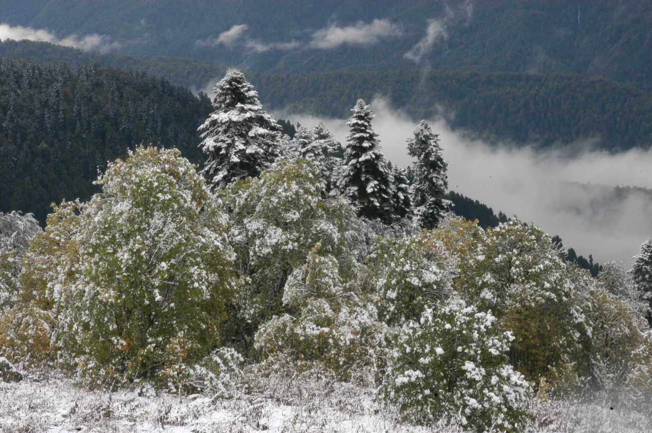 Бассейн ручья Лаура, image of landscape/habitat.