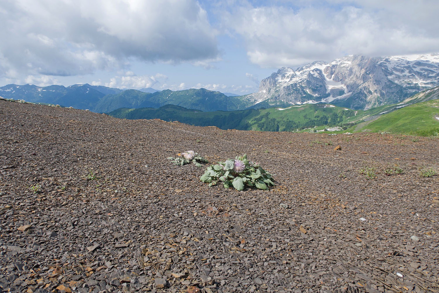 Южный склон горы Гузерипль, image of landscape/habitat.