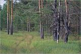 Лесничество «Красный Маяк», image of landscape/habitat.