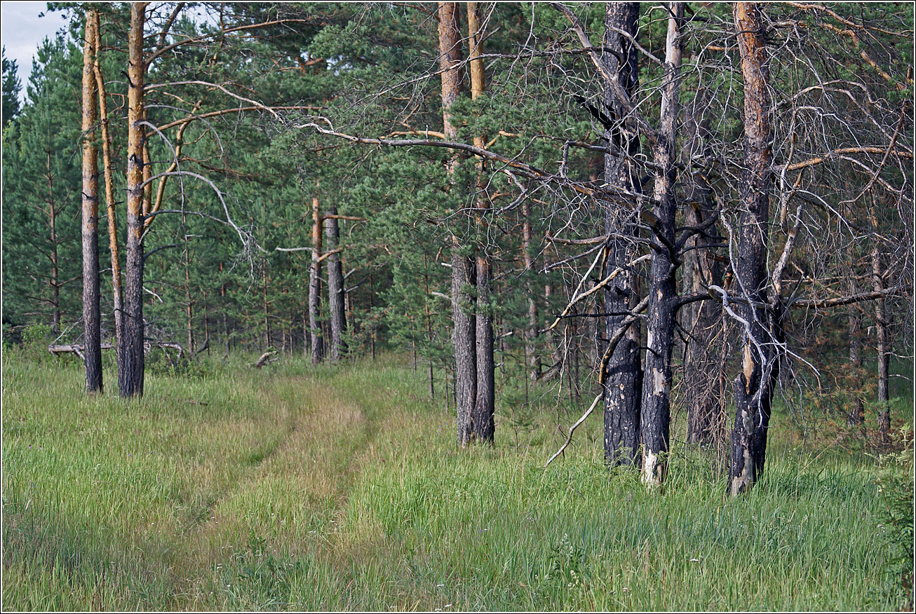 Лесничество «Красный Маяк», image of landscape/habitat.