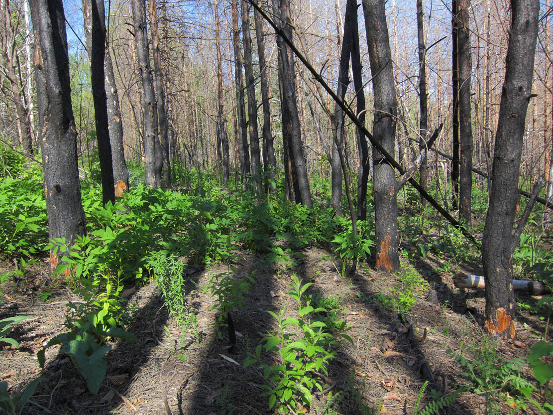 Горелый лес, image of landscape/habitat.