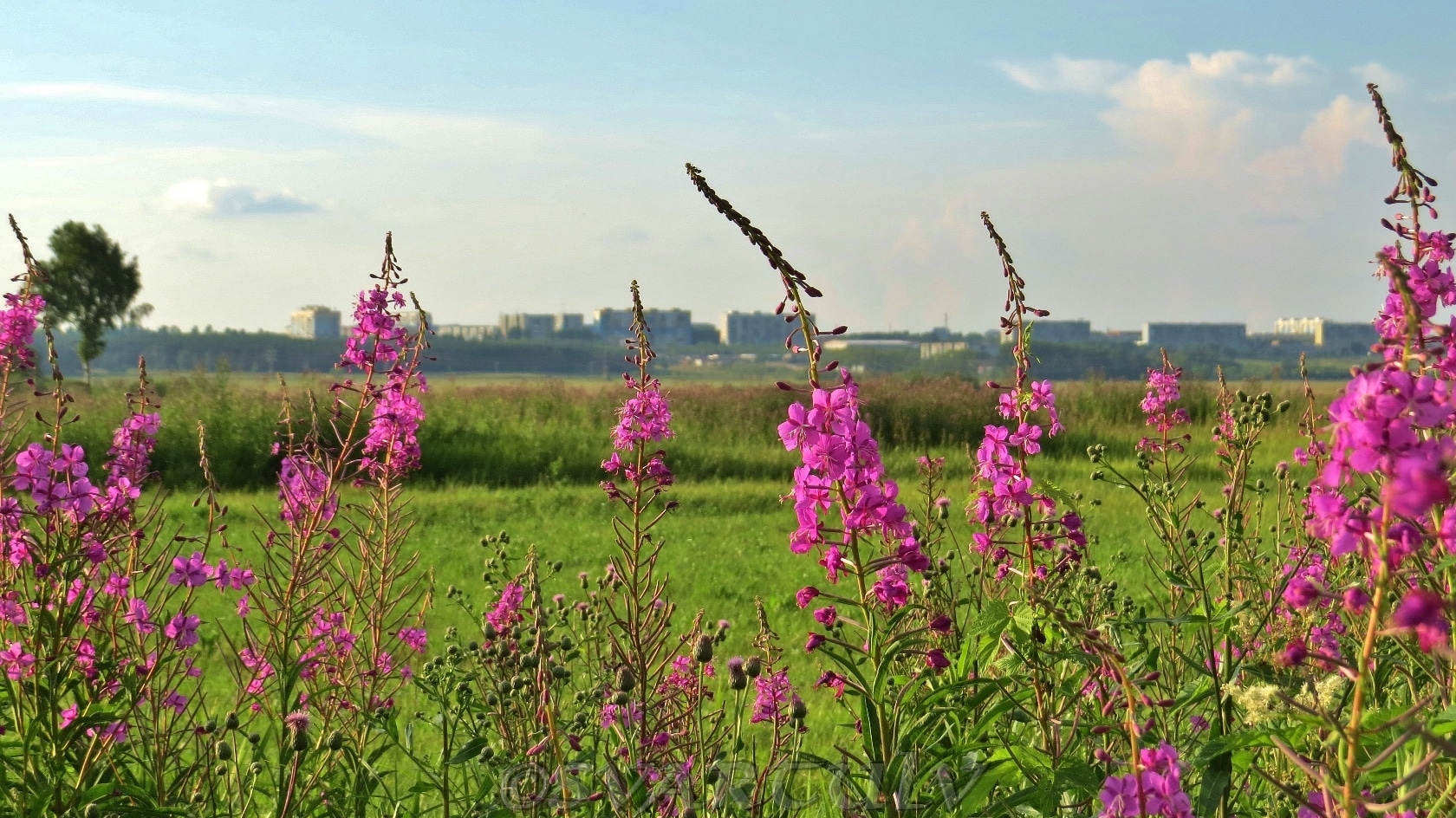 Пойма реки Малый Бачат, image of landscape/habitat.