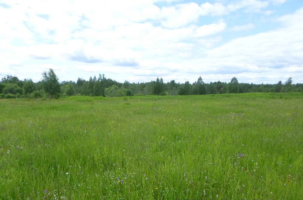 Чистая Дуброва, image of landscape/habitat.