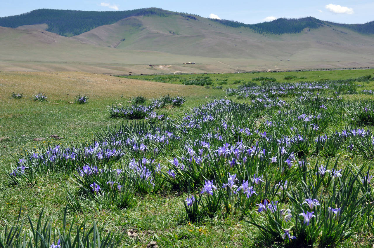 Долина реки Орхон, image of landscape/habitat.