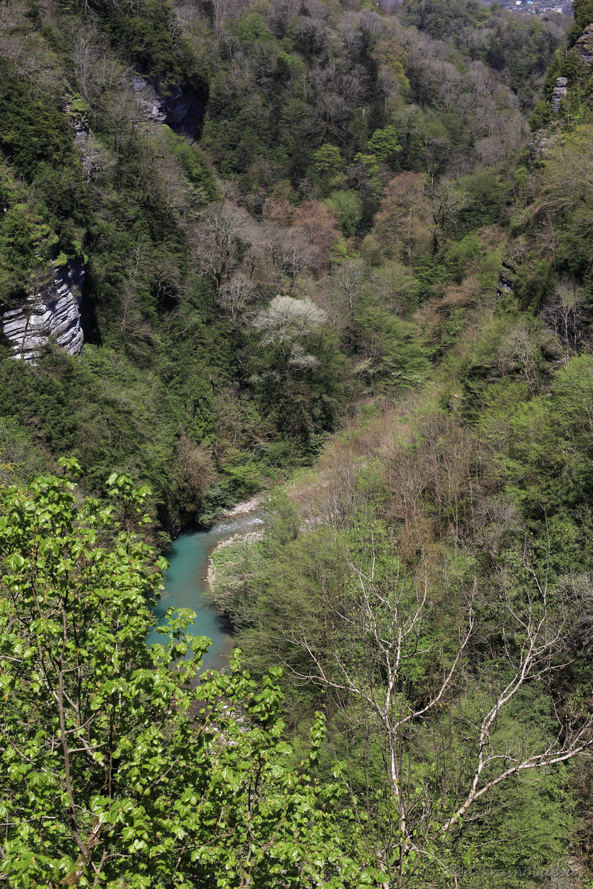 Тисо-самшитовая роща, image of landscape/habitat.