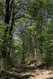Image of landscape