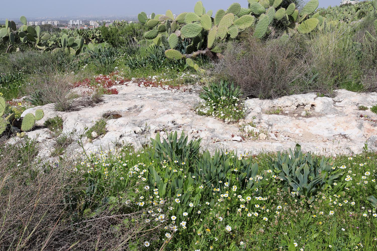 Мигдаль Цедек и рядом, image of landscape/habitat.