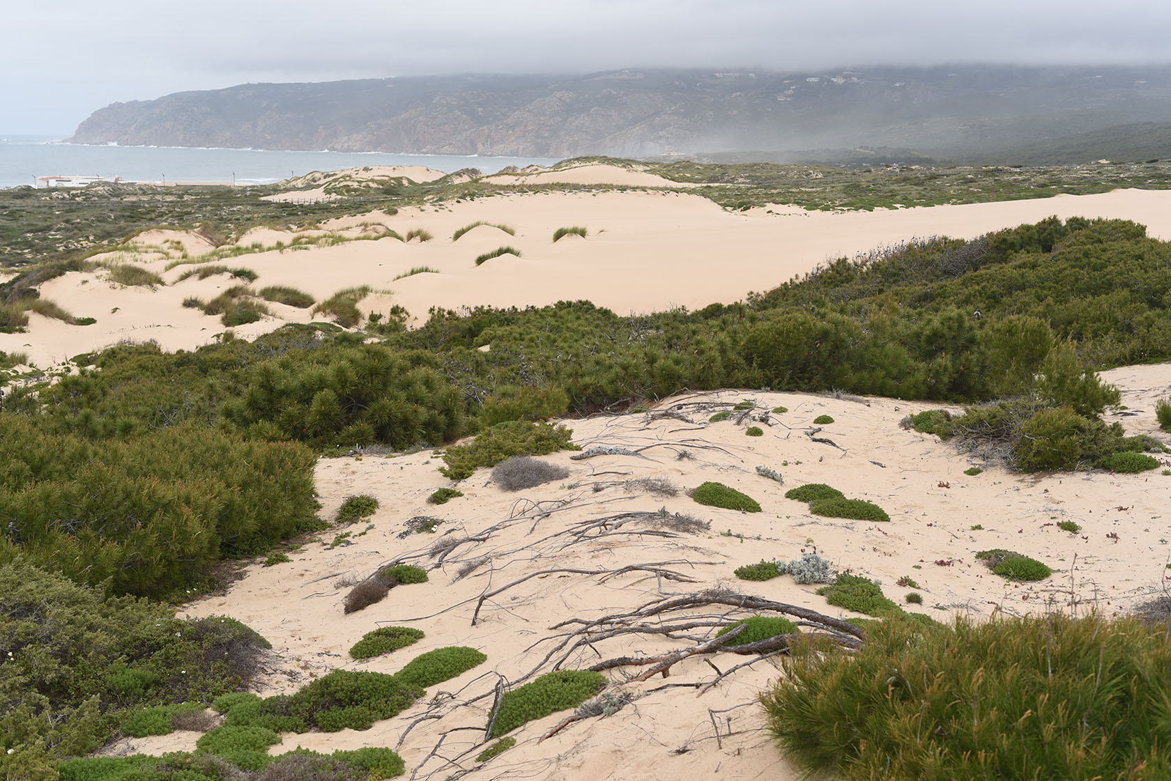 Duna da Cresmina, image of landscape/habitat.