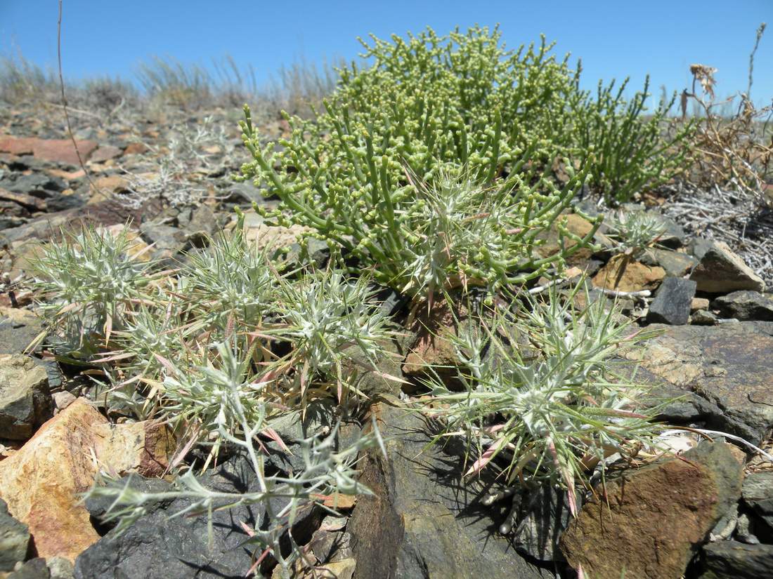 Бугор Жаксыбулак, image of landscape/habitat.