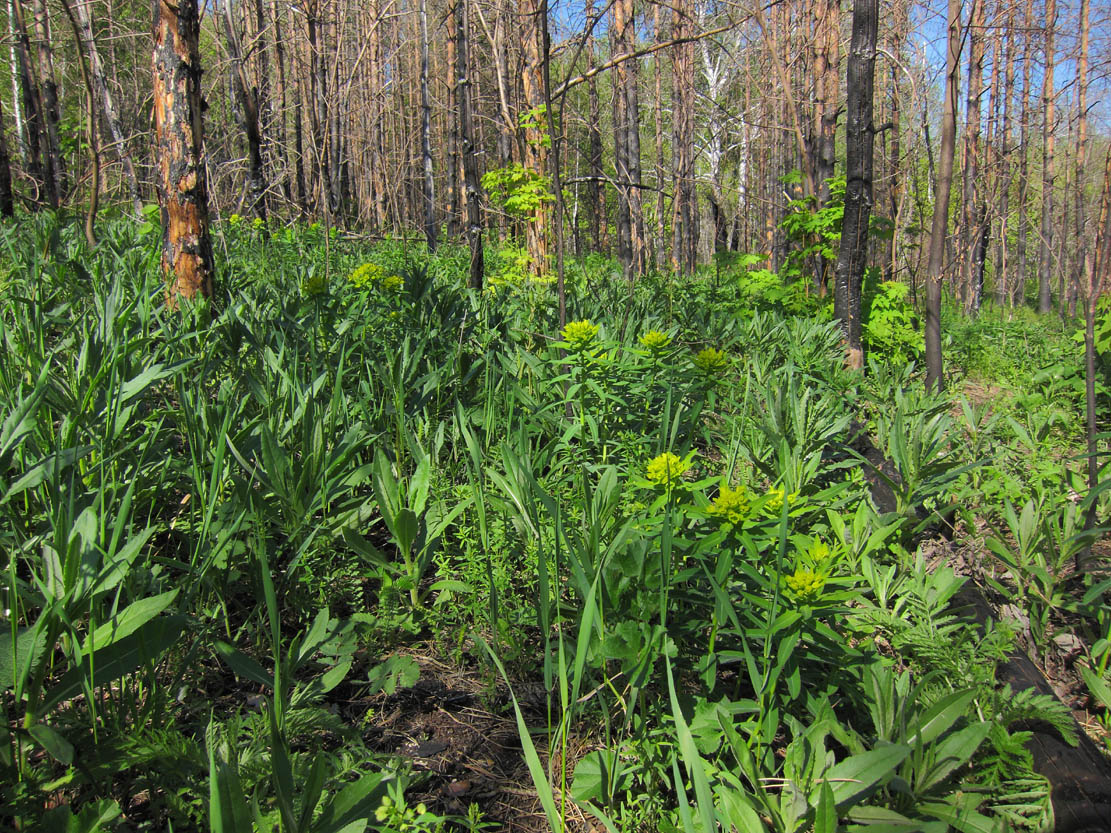 Горелый лес, image of landscape/habitat.