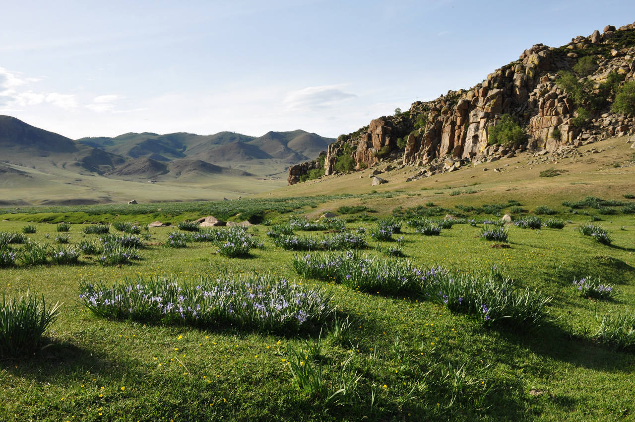 Долина реки Орхон, image of landscape/habitat.
