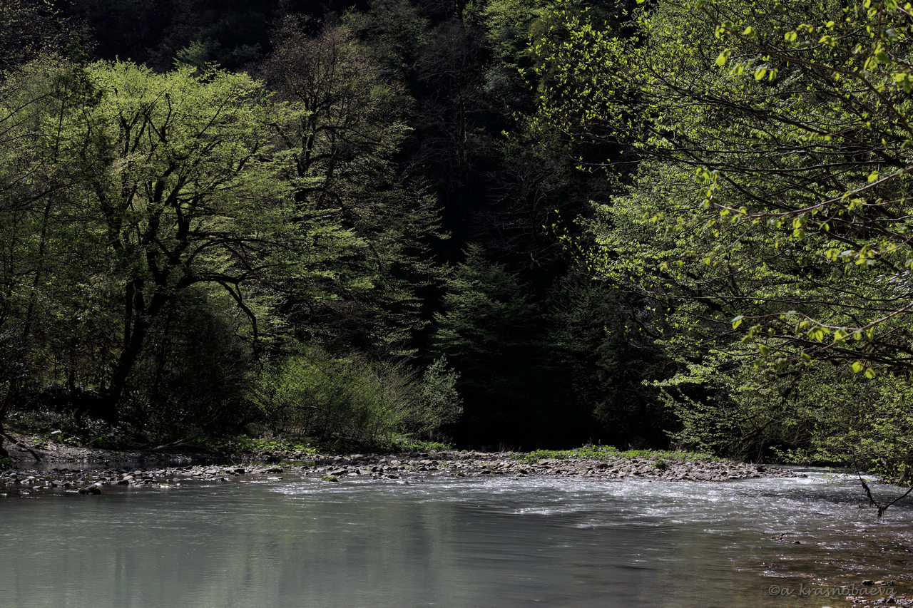 Тисо-самшитовая роща, image of landscape/habitat.