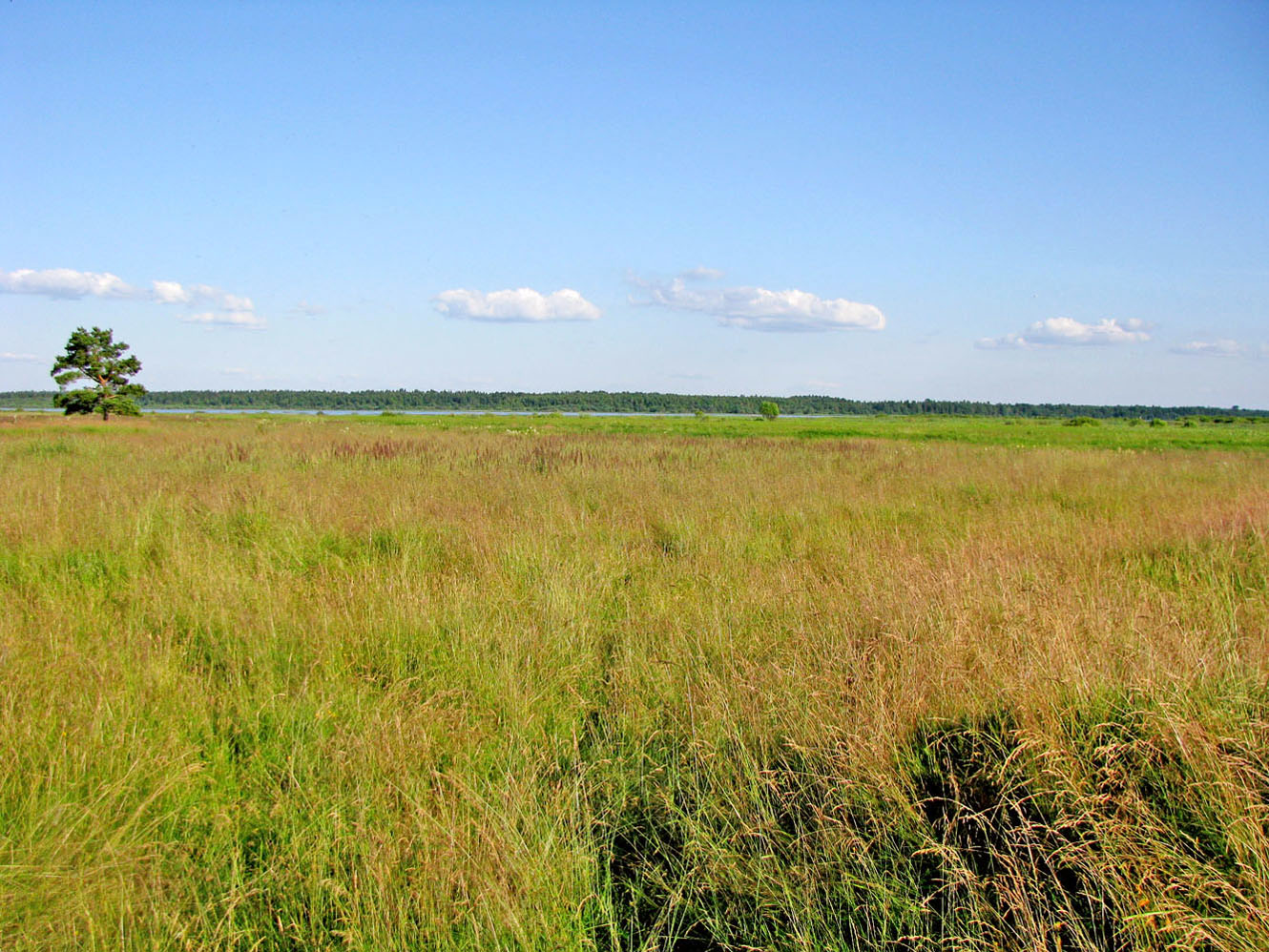 Рыбинское водохранилище, image of landscape/habitat.