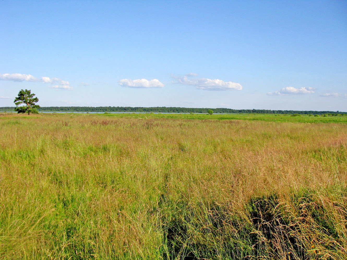 Рыбинское водохранилище, image of landscape/habitat.