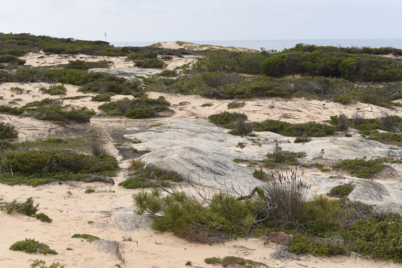 Duna da Cresmina, image of landscape/habitat.