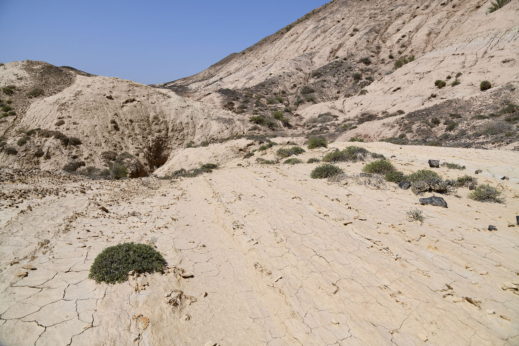 Бала-Богуты, image of landscape/habitat.