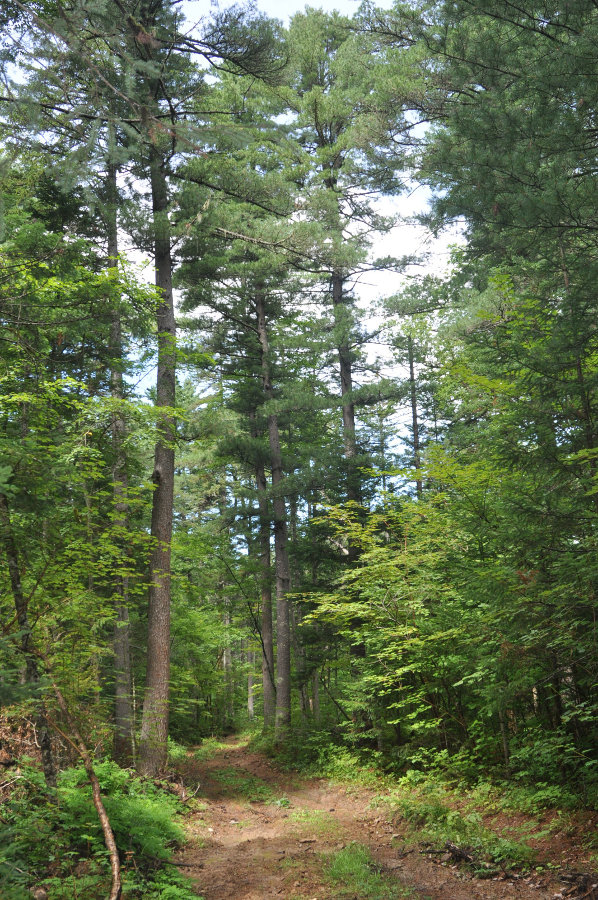 Долина реки Серебрянка, image of landscape/habitat.