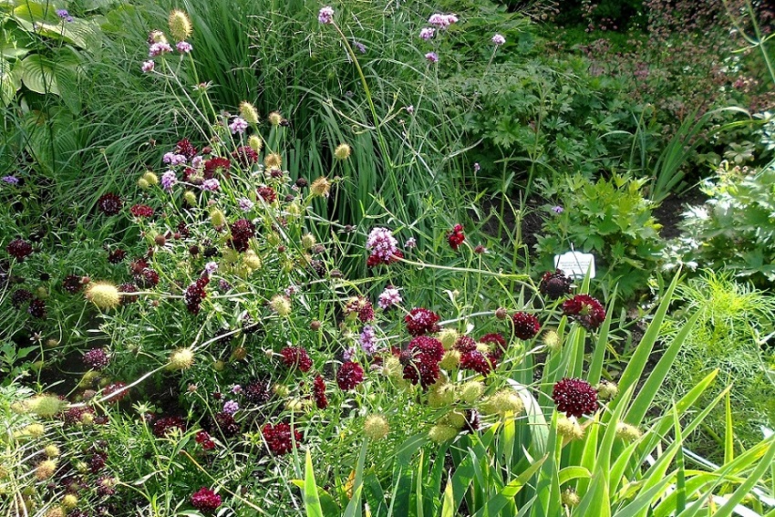 Ботсад Латвийского Университета, image of landscape/habitat.
