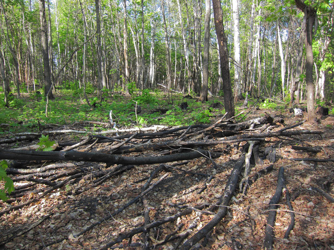 Горелый лес, изображение ландшафта.
