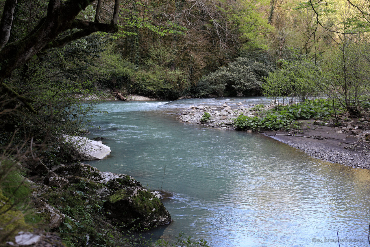 Тисо-самшитовая роща, image of landscape/habitat.