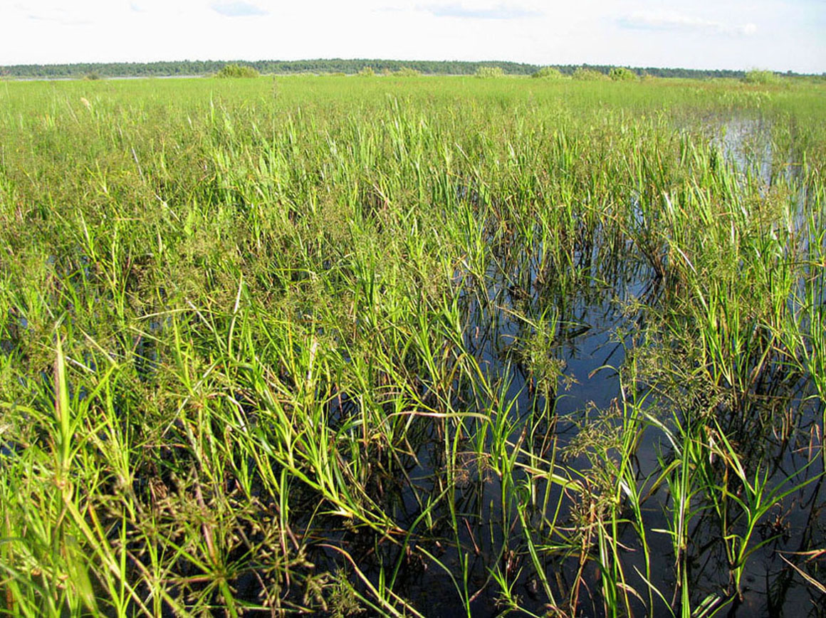 Рыбинское водохранилище, изображение ландшафта.