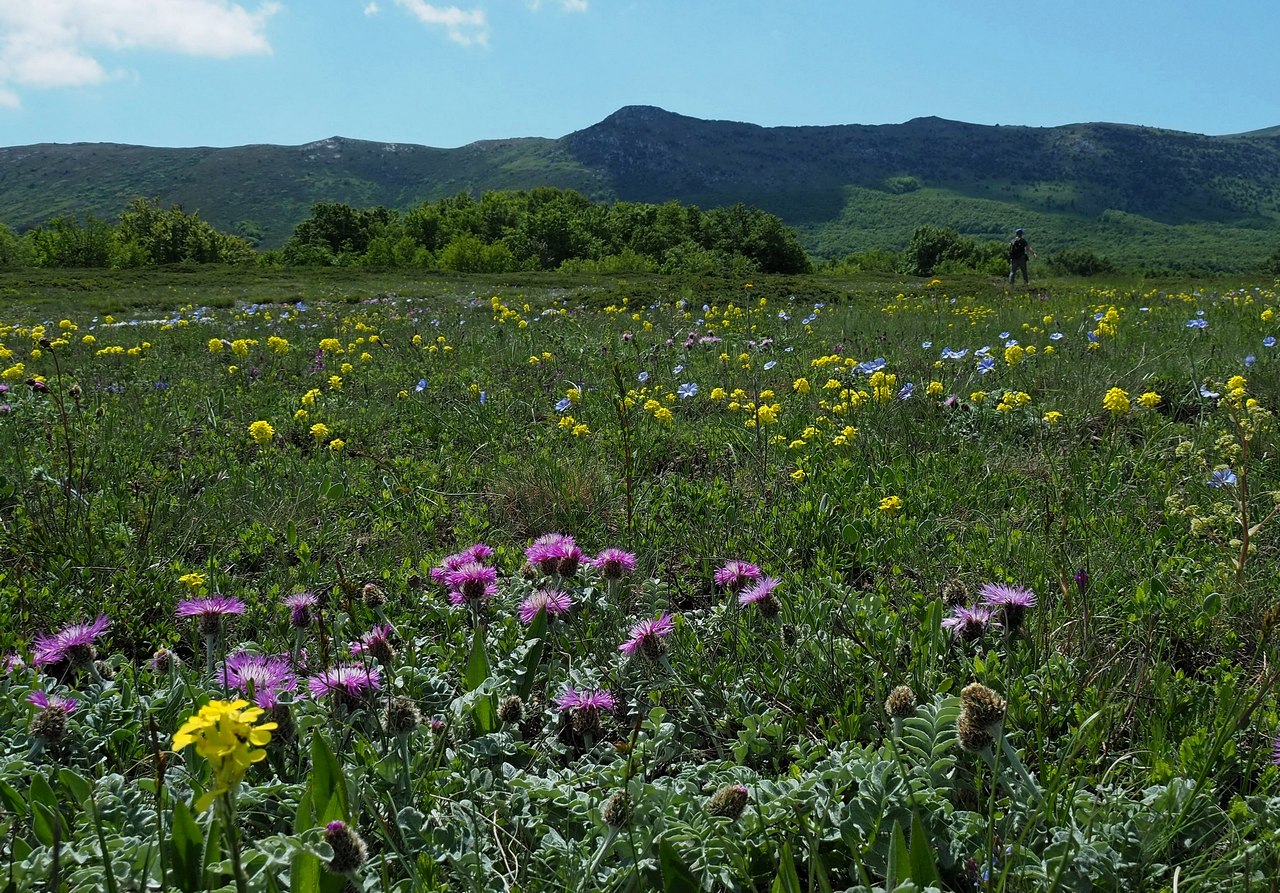 Нижнее плато Чатырдага, image of landscape/habitat.