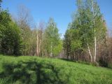 Горелый лес, image of landscape/habitat.
