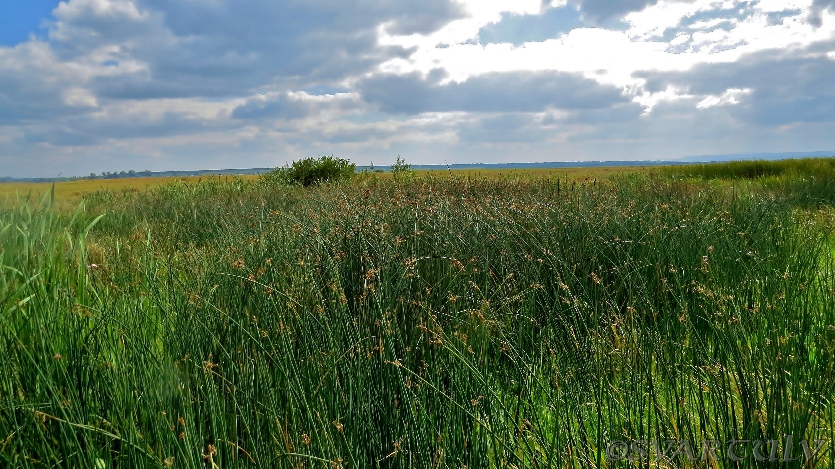 Пойма реки Малый Бачат, image of landscape/habitat.