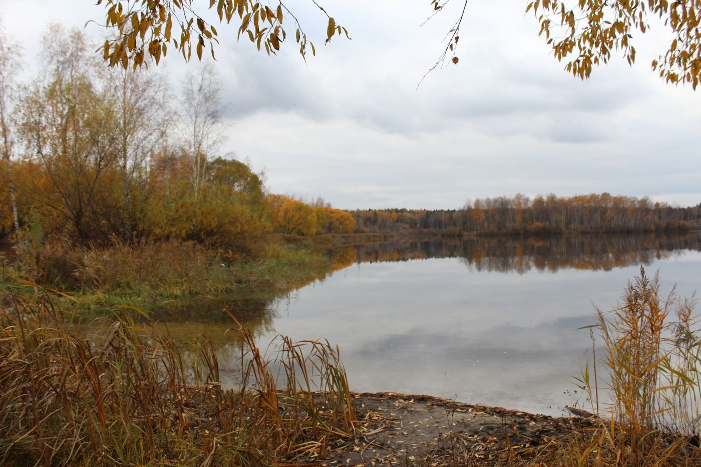 Окрестности города Фрязино, image of landscape/habitat.