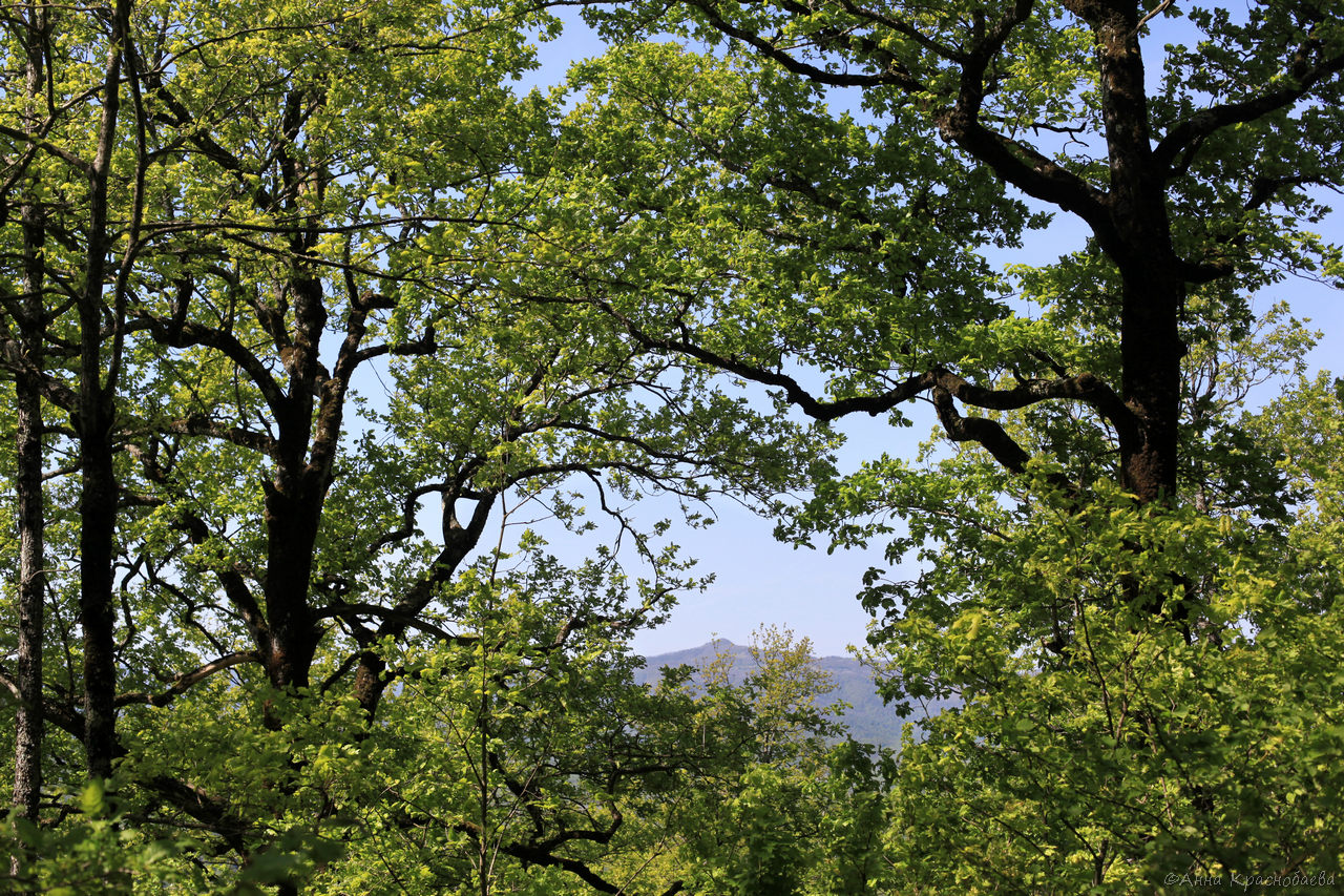 Шаумянский перевал, image of landscape/habitat.