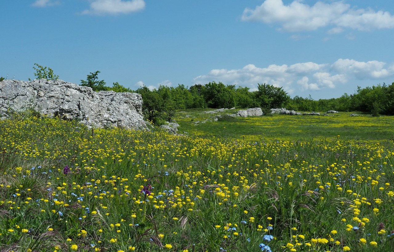 Нижнее плато Чатырдага, image of landscape/habitat.