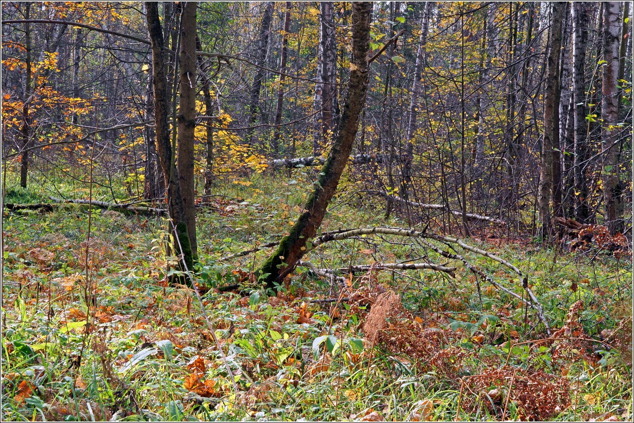 Окрестности Хрипани, image of landscape/habitat.