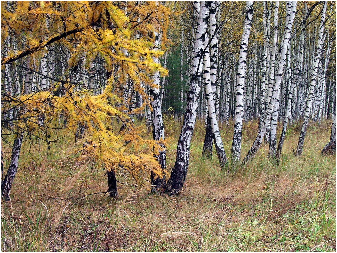 Кузьминский лесопарк, image of landscape/habitat.