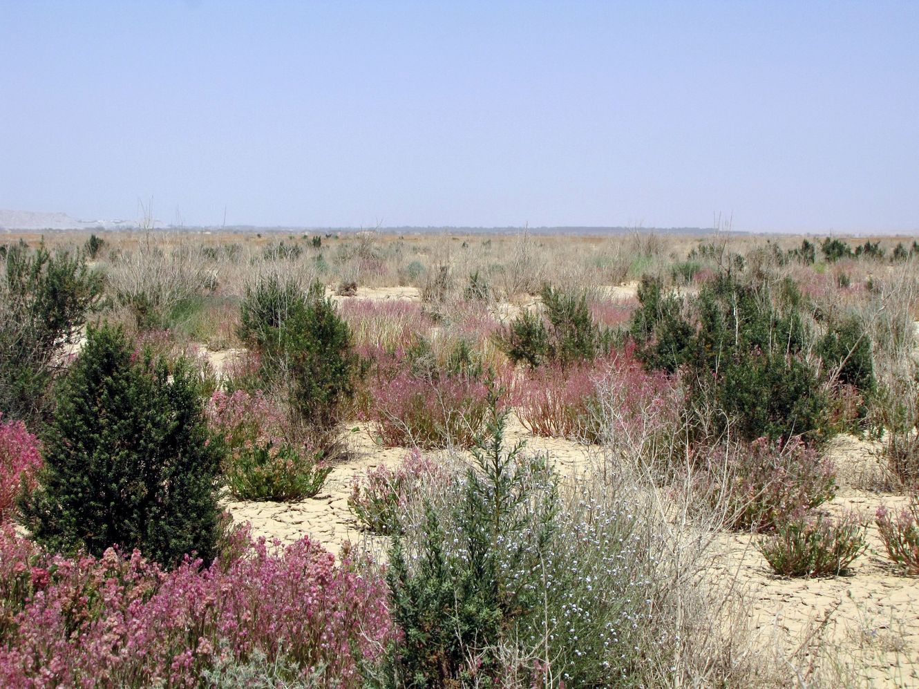 Эмек Арава, image of landscape/habitat.