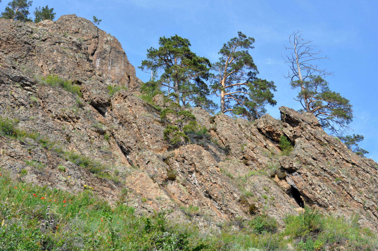 Окрестности поселка Большие Коты, image of landscape/habitat.