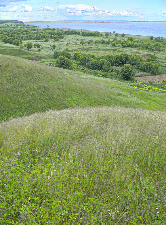 Окрестности села Красный Бор, image of landscape/habitat.