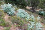 Сурханский заповедник, image of landscape/habitat.