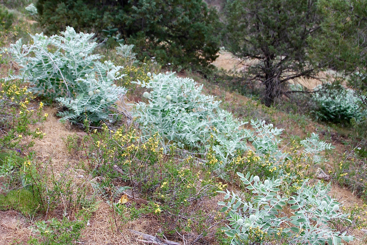 Сурханский заповедник, image of landscape/habitat.