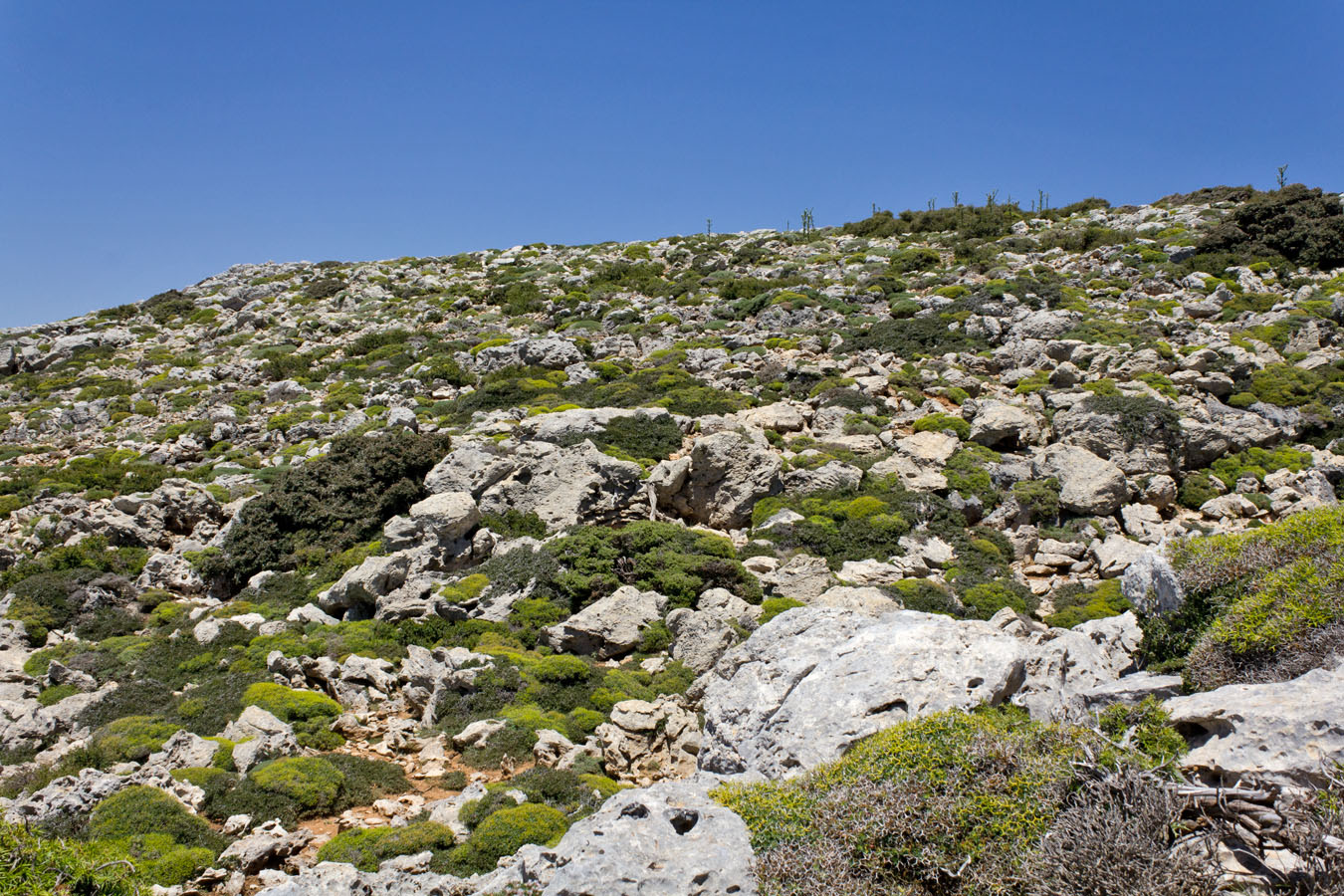 Каллерги, image of landscape/habitat.