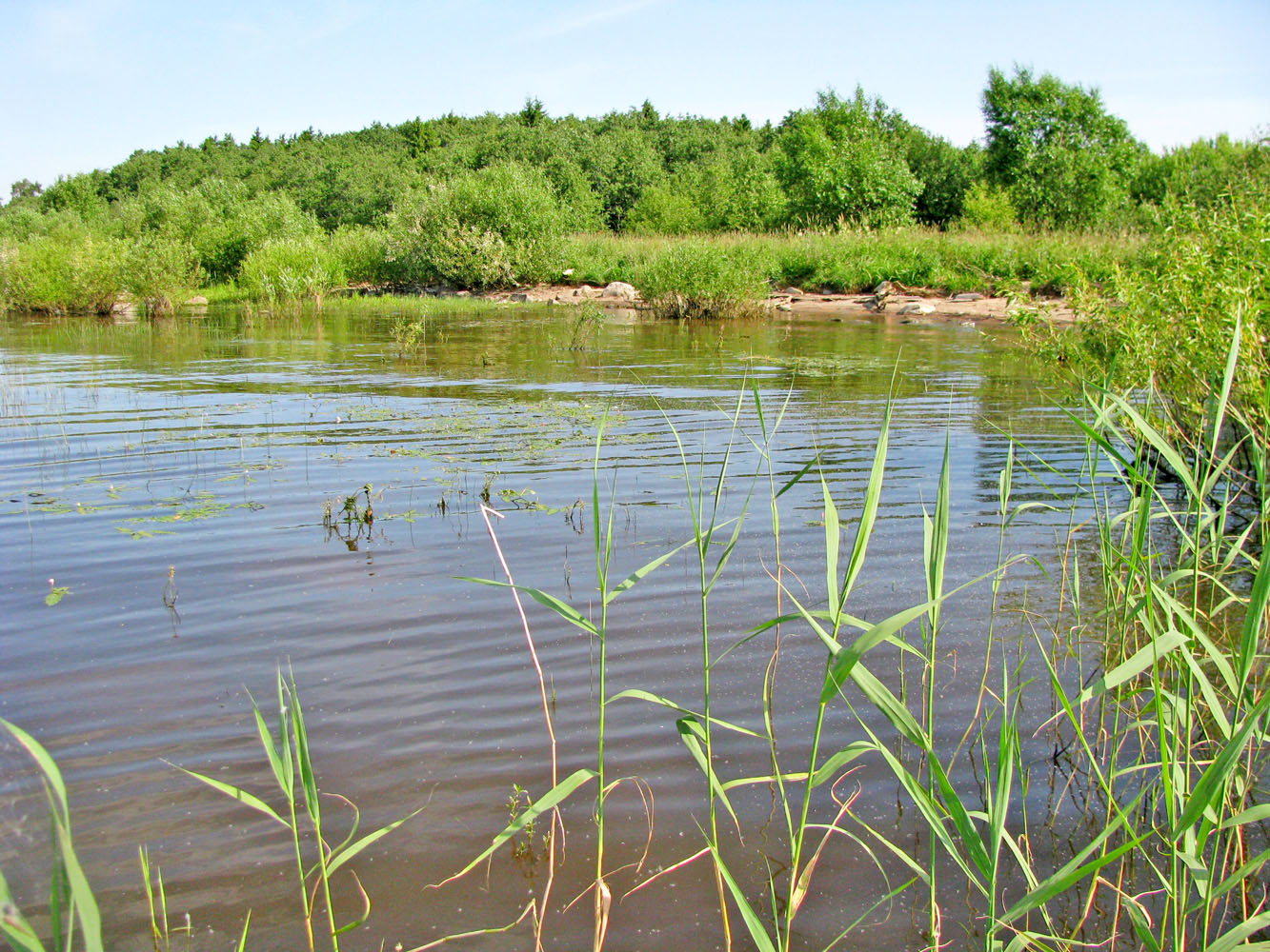 Рыбинское водохранилище, image of landscape/habitat.