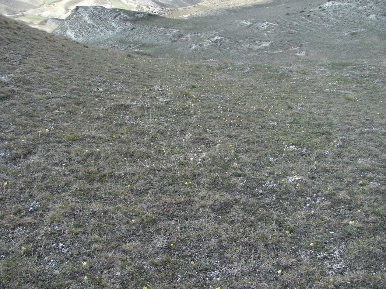 Леваши, image of landscape/habitat.