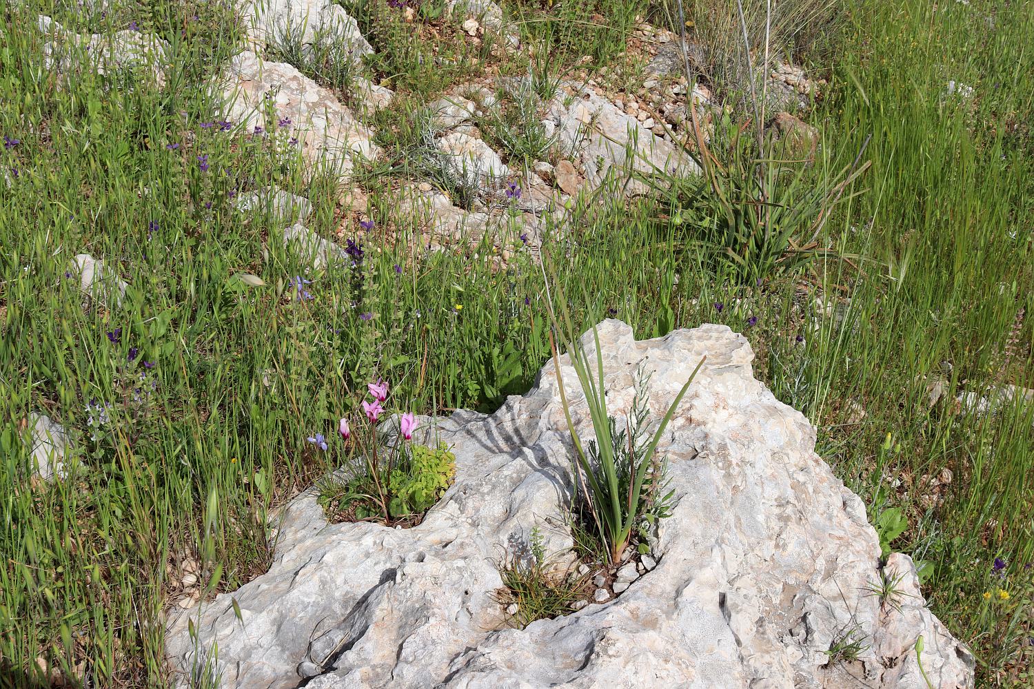 Мигдаль Цедек и рядом, image of landscape/habitat.