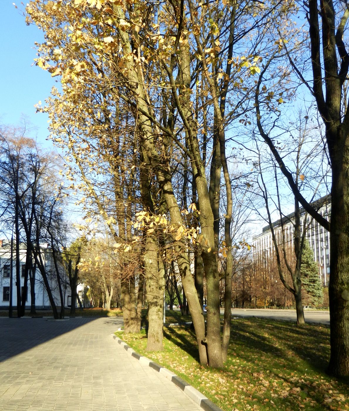 Территория МГУ, image of landscape/habitat.